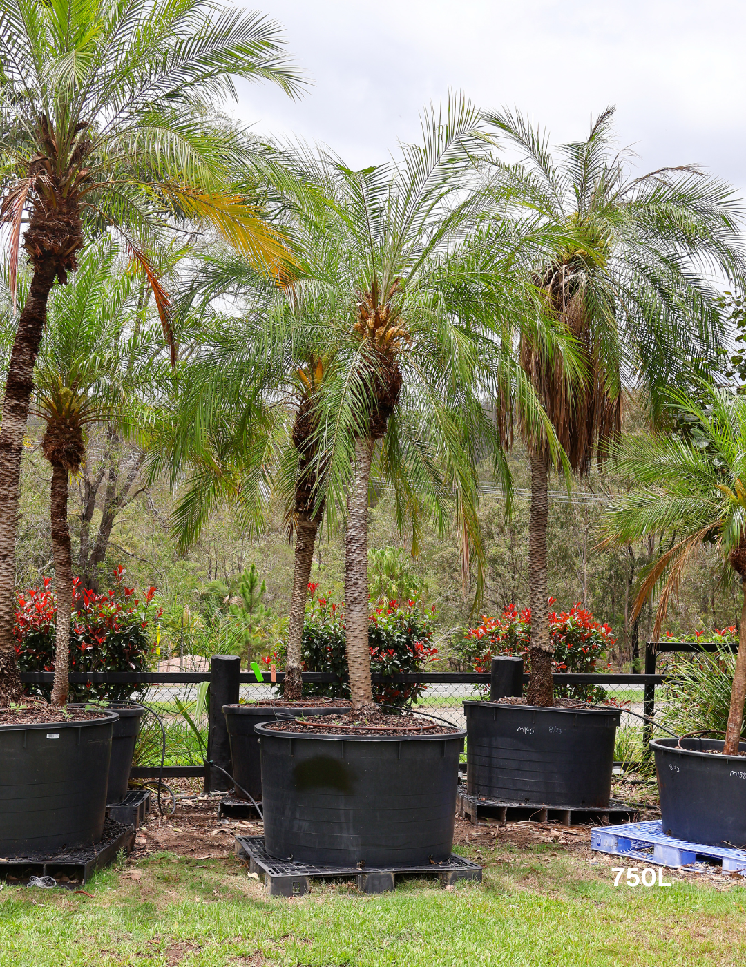 Phoenix Roebellini (Pygmy Date Palm) - Evergreen Trees Direct