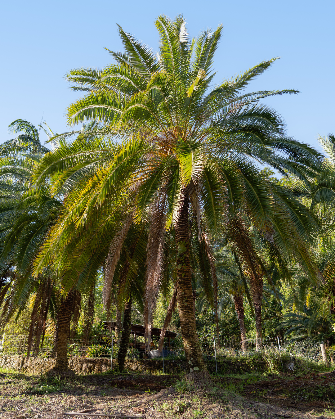 Phoenix rupicola – Cliff Date Palm