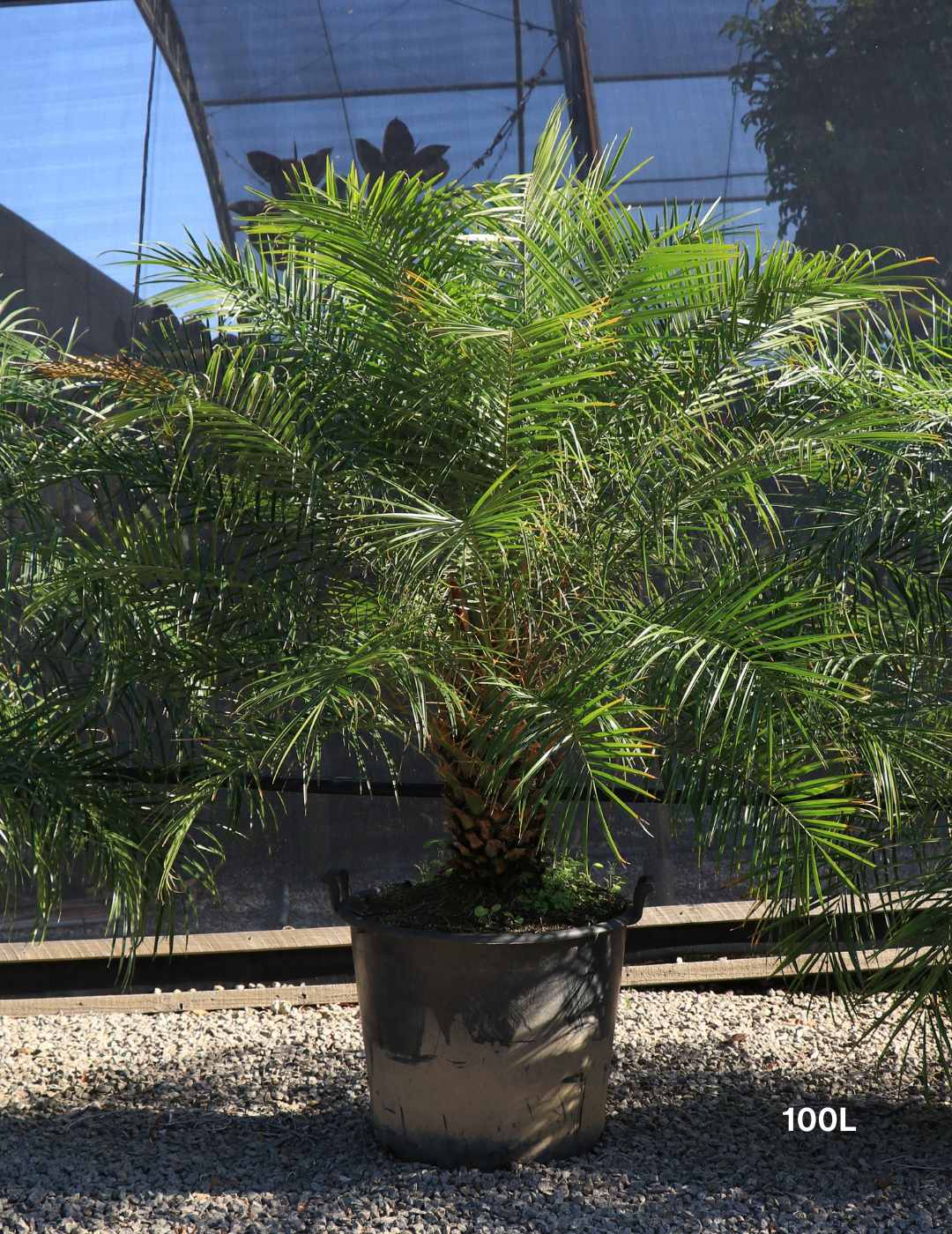 Phoenix Roebellini (Pygmy Date Palm) - Evergreen Trees Direct