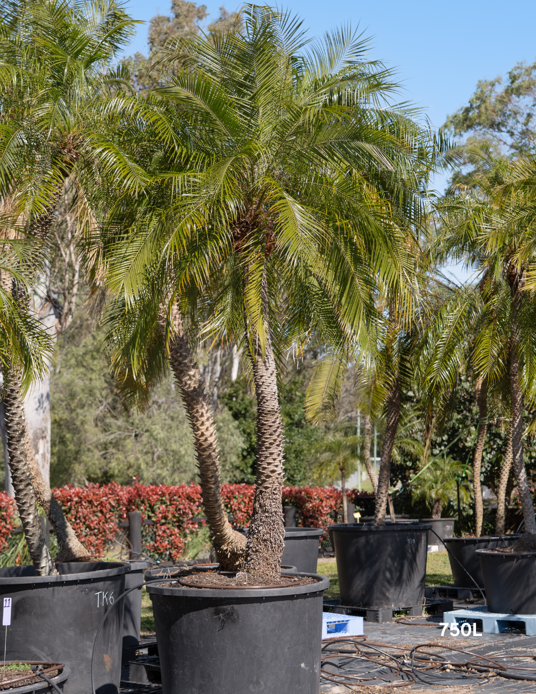 Phoenix Roebellini (Pygmy Date Palm)