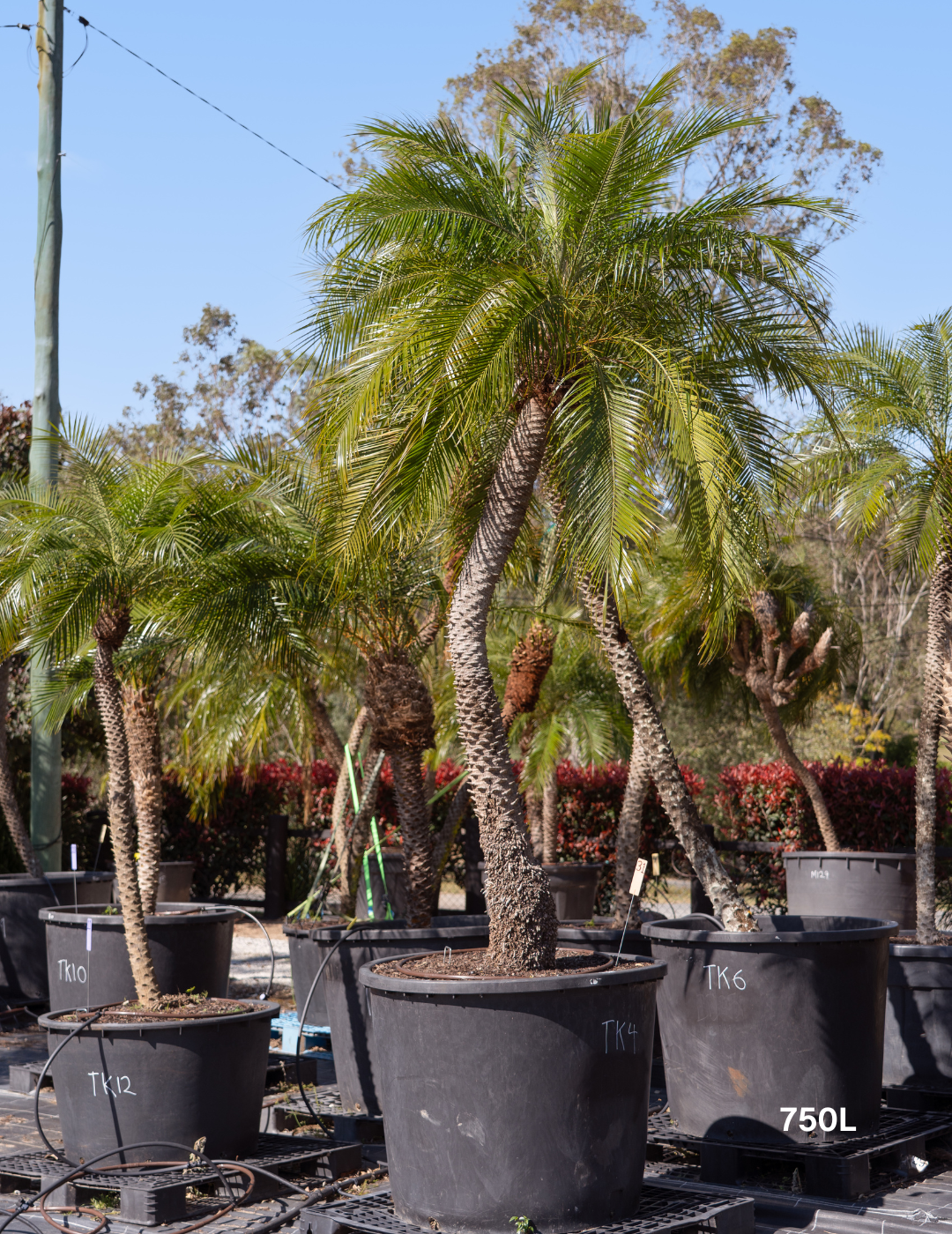 Phoenix Roebellini (Pygmy Date Palm)