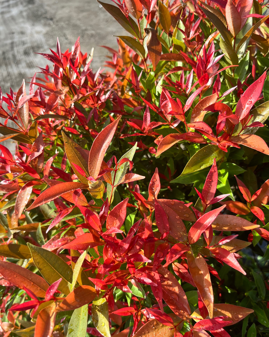 Photinia glabra 'Super Red'