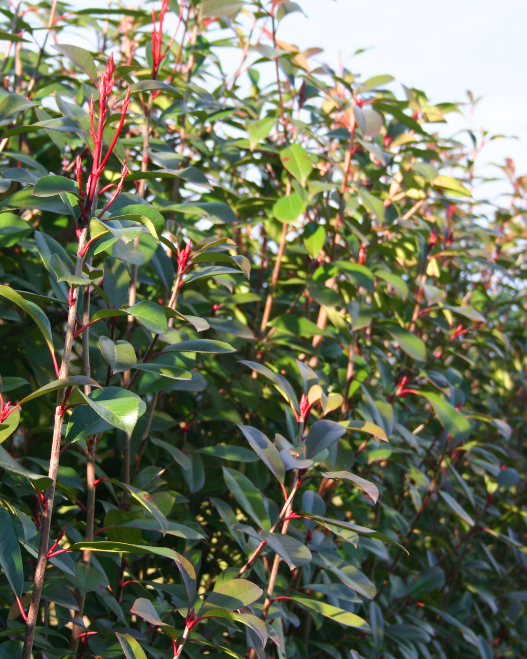 Photinia robusta