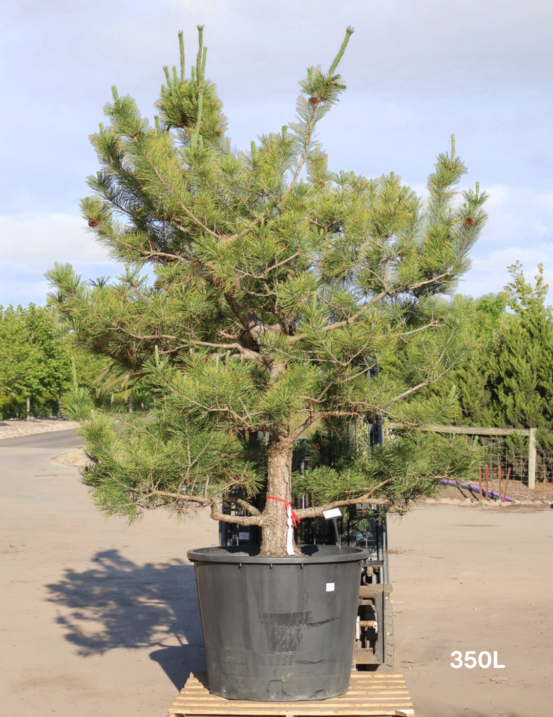 Pinus Thunbergii - Evergreen Trees Direct