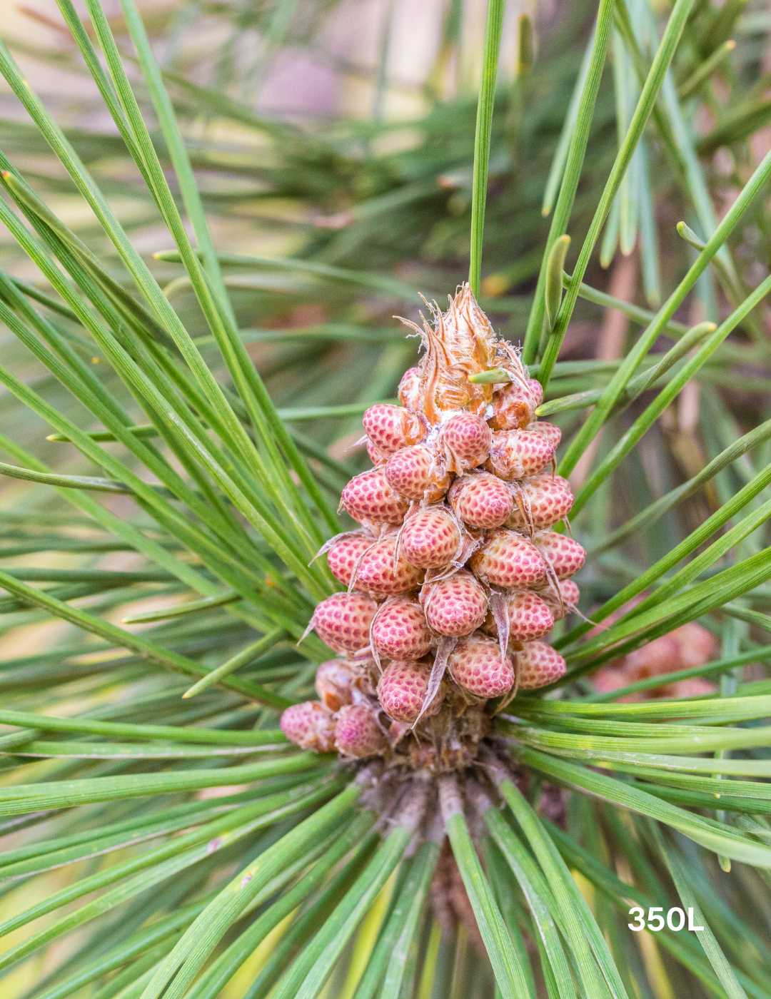 Pinus Thunbergii - Evergreen Trees Direct