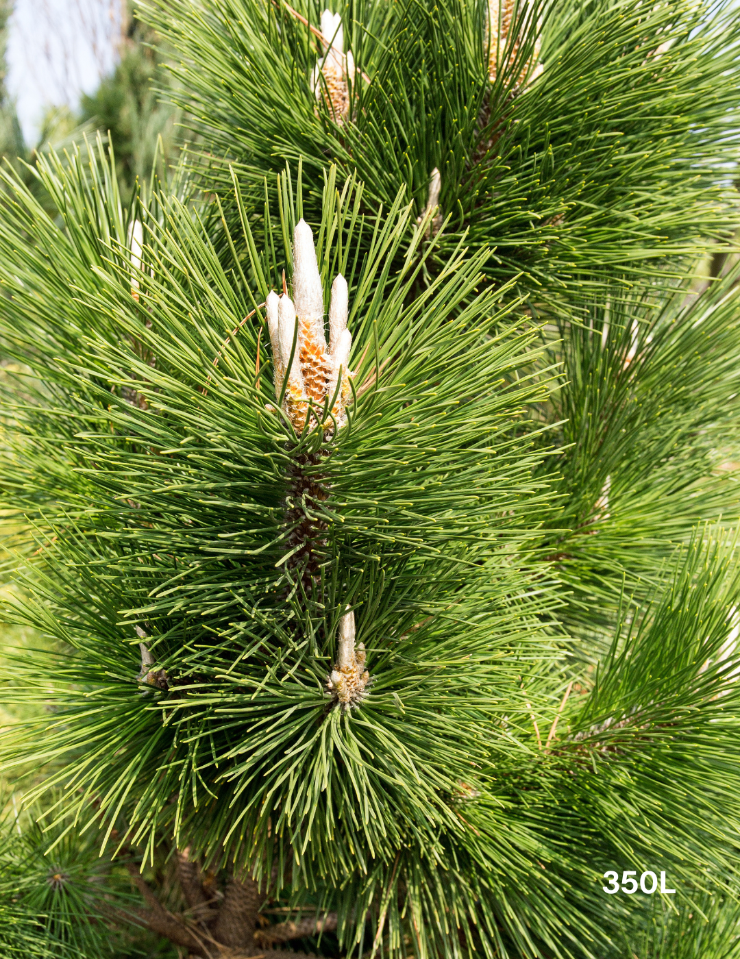 Pinus Thunbergii - Evergreen Trees Direct