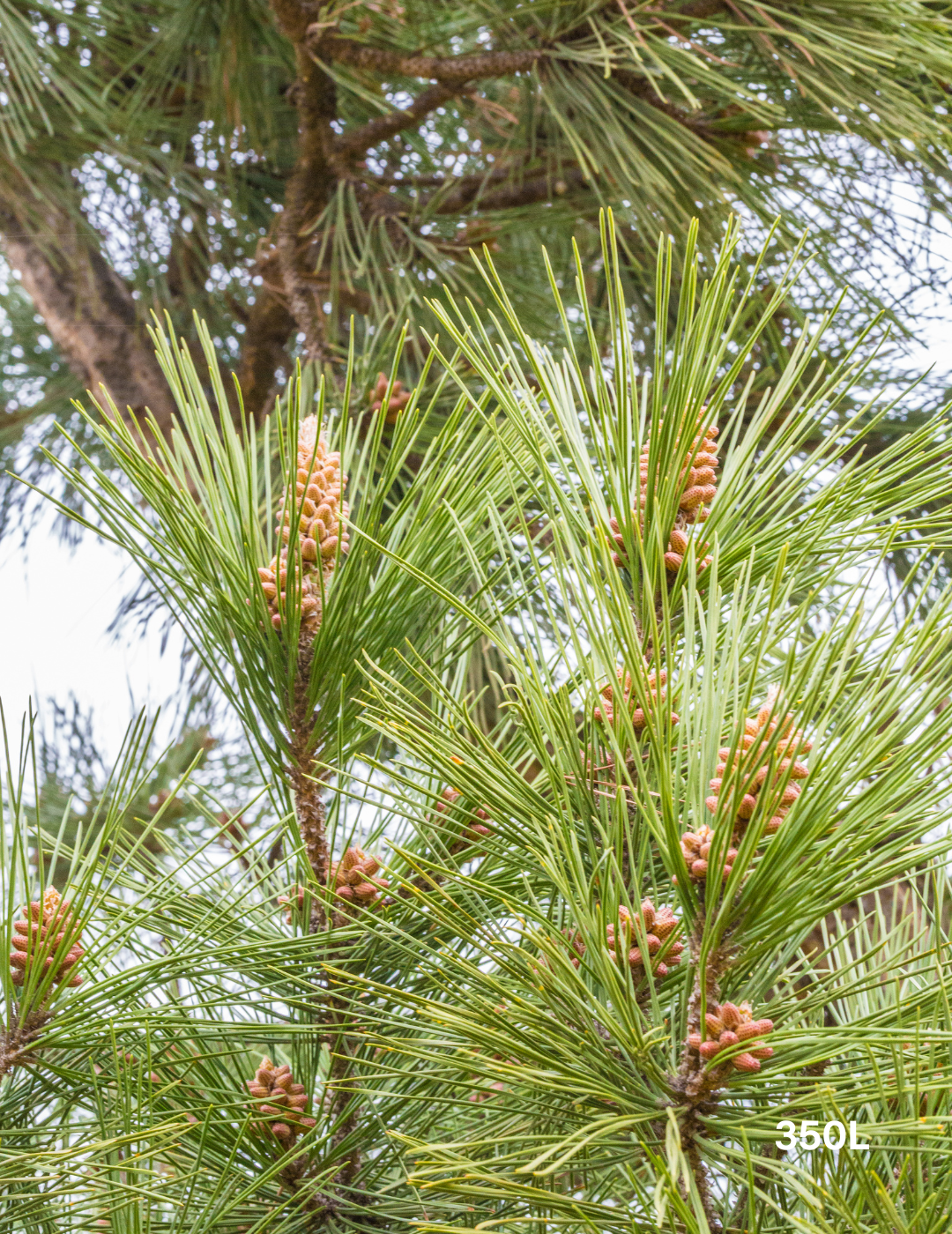 Pinus Thunbergii - Evergreen Trees Direct