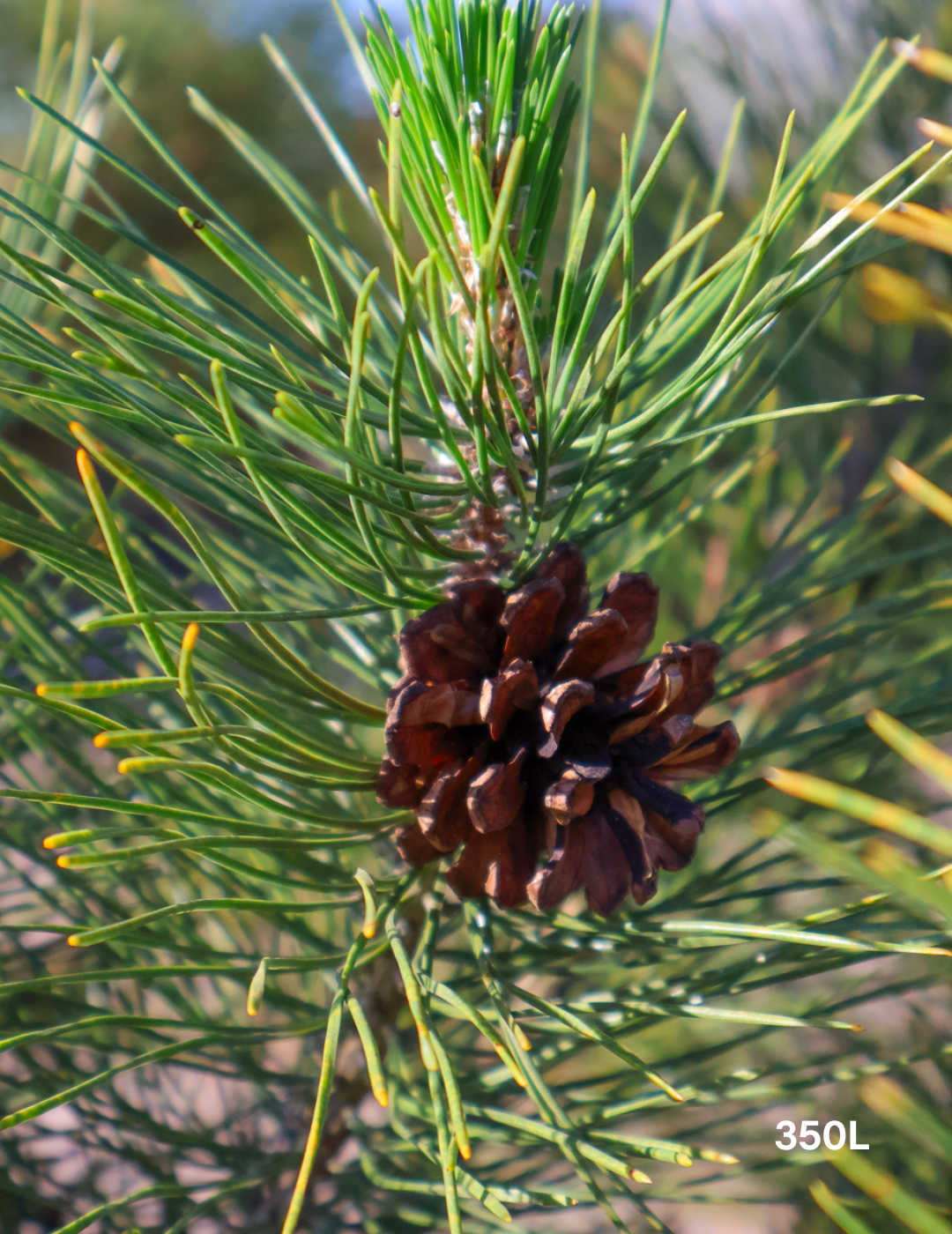 Pinus Thunbergii - Evergreen Trees Direct