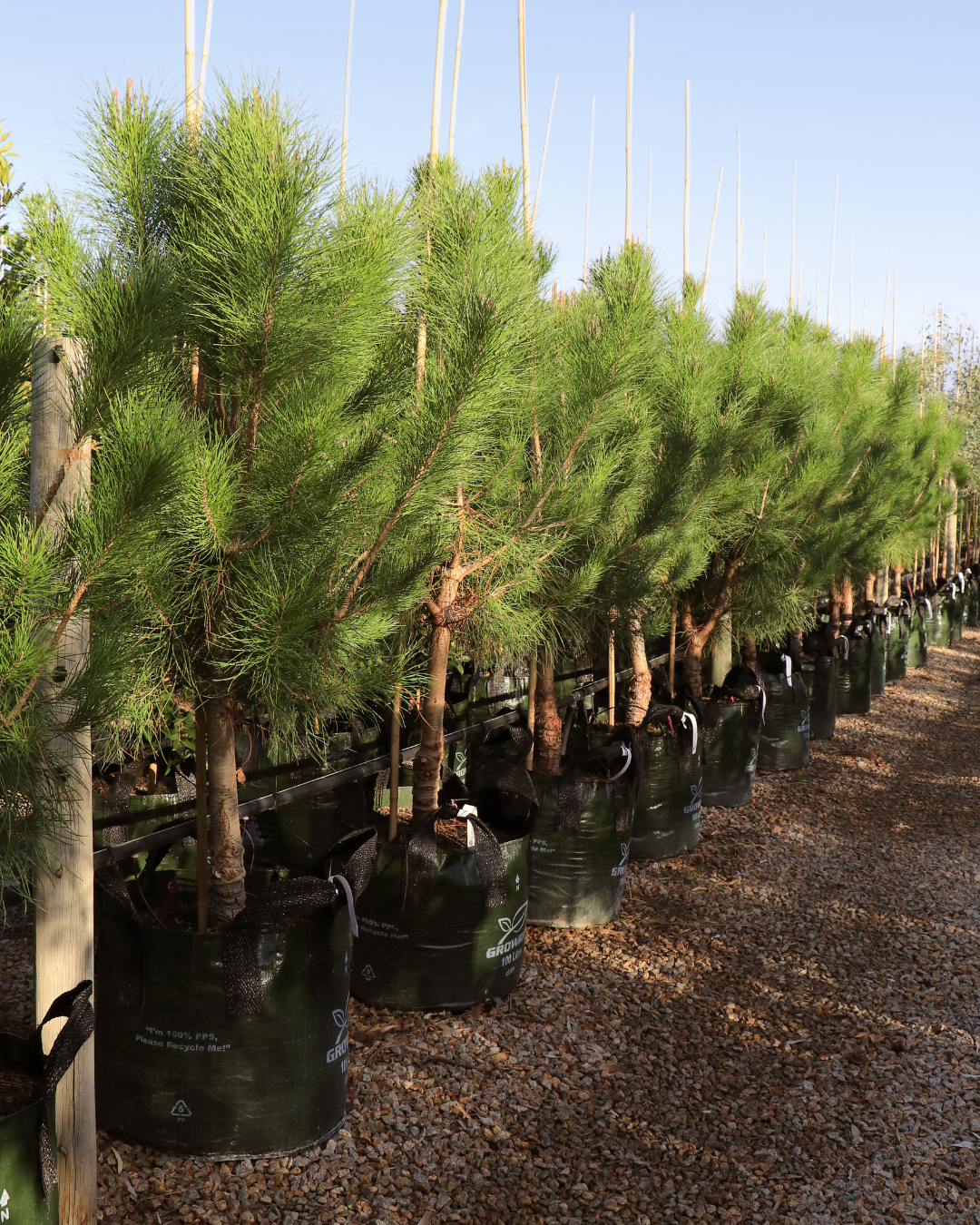 Pinus halepensis Aleppo Pine