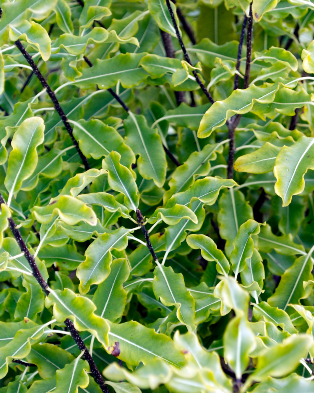 Pittosporum eugenoides 'Variegated'