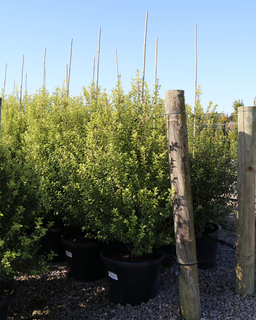 Pittosporum tenufolium 'Wonder Screen'