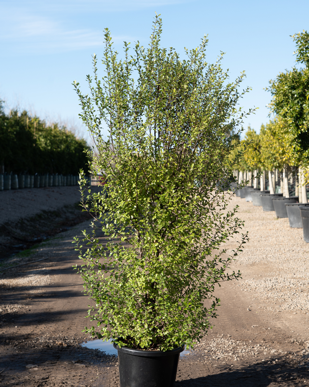 Pittosporum tenuifolium 'Silver Sheen'