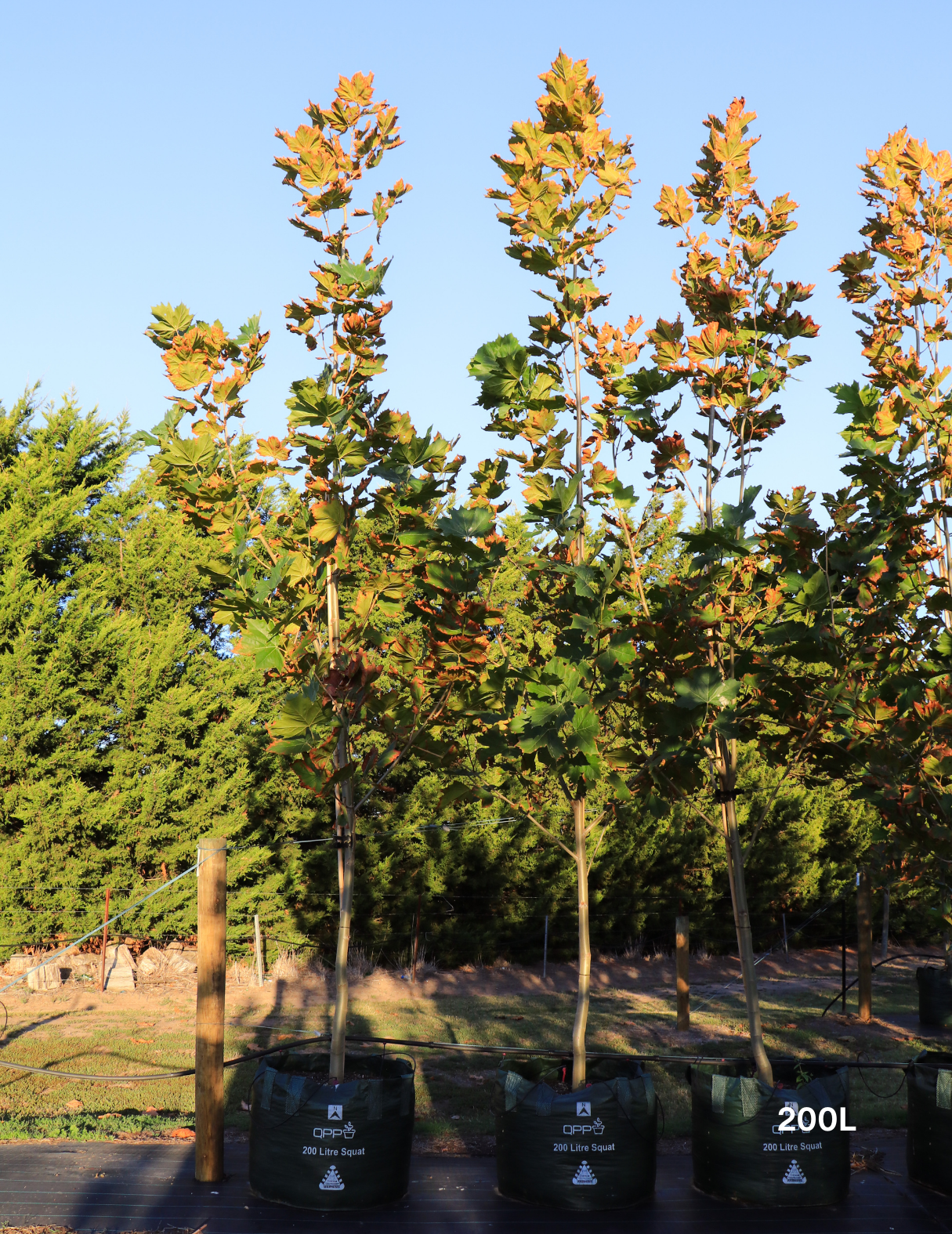 Platanus x acerifolia - London Plain Tree - Evergreen Trees Direct