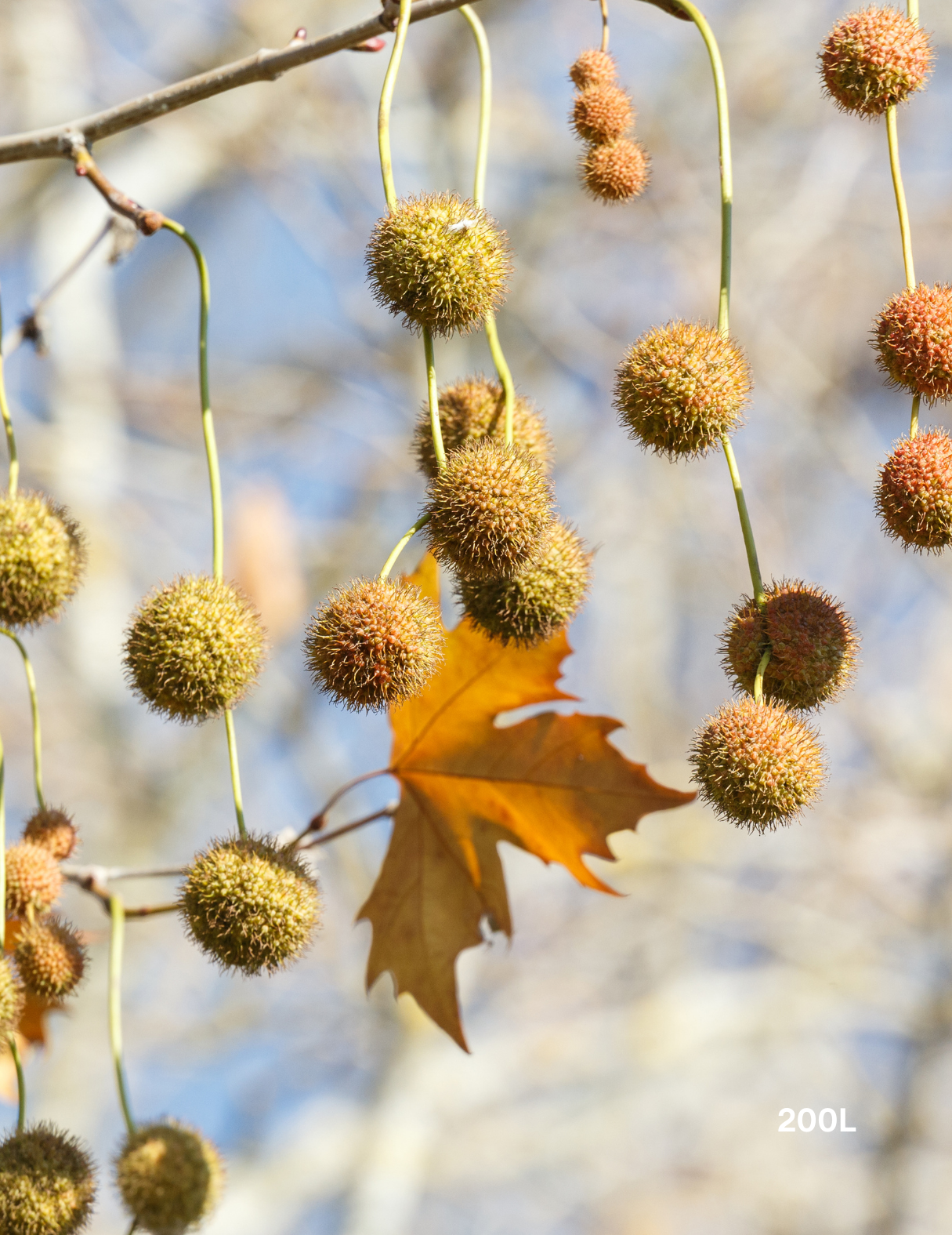 Platanus x acerifolia - London Plain Tree - Evergreen Trees Direct