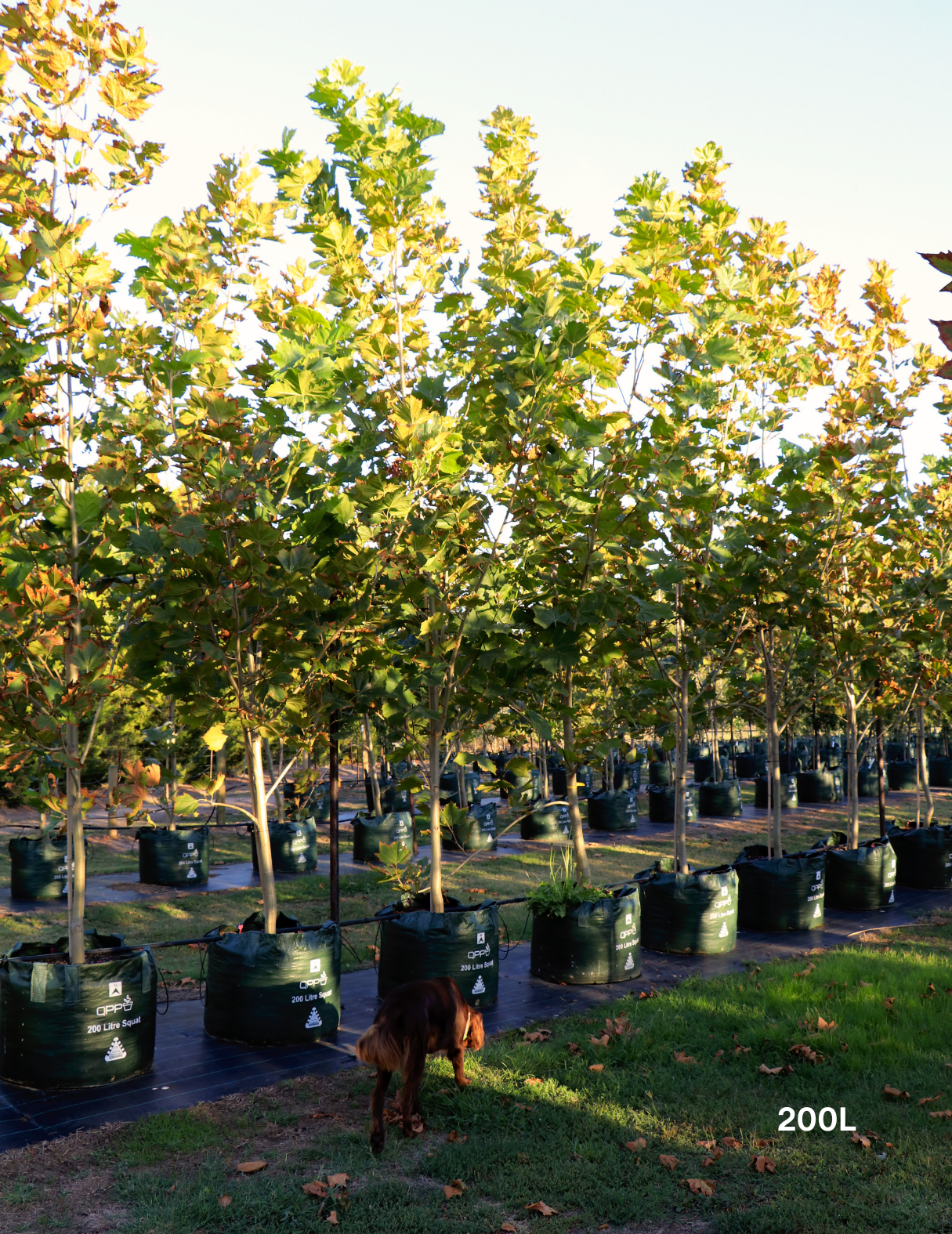 Platanus x acerifolia - London Plain Tree - Evergreen Trees Direct