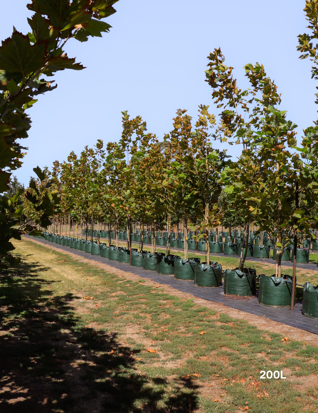 Platanus x acerifolia - London Plain Tree
