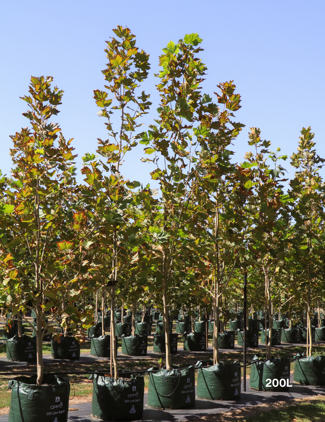 Platanus x acerifolia - London Plain Tree