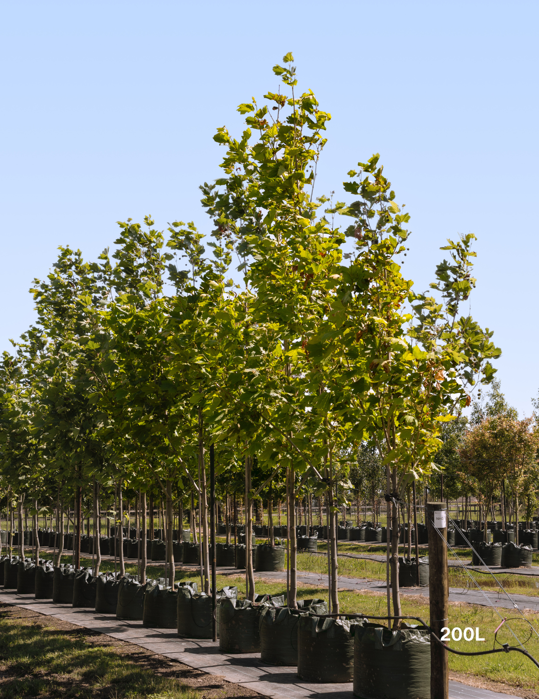 Platanus x acerifolia - London Plain Tree