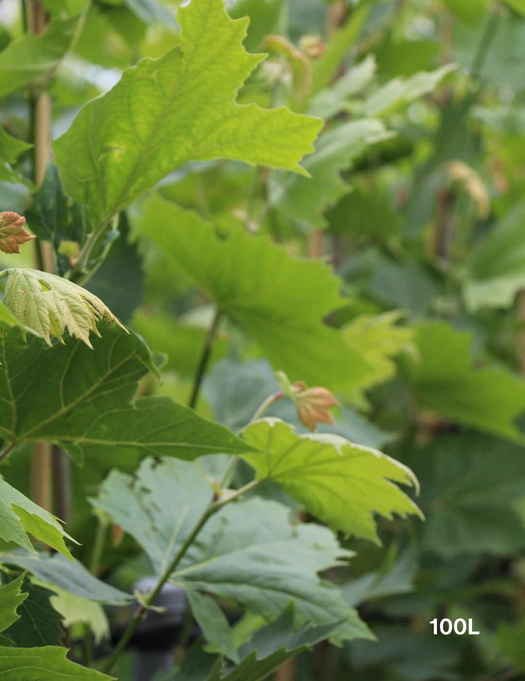 Platanus x acerifolia - London Plain Tree - Evergreen Trees Direct