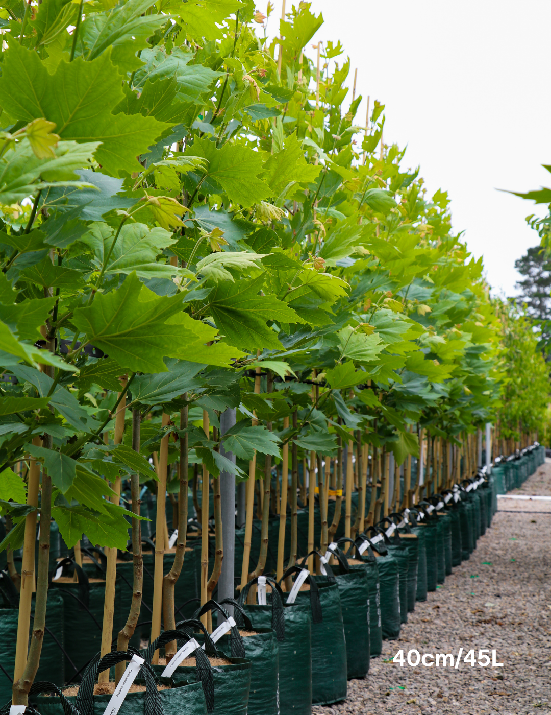 Platanus x acerifolia - London Plain Tree - Evergreen Trees Direct