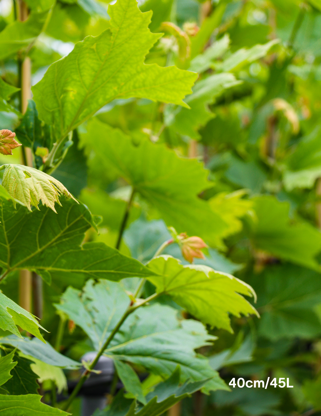 Platanus x acerifolia - London Plain Tree - Evergreen Trees Direct