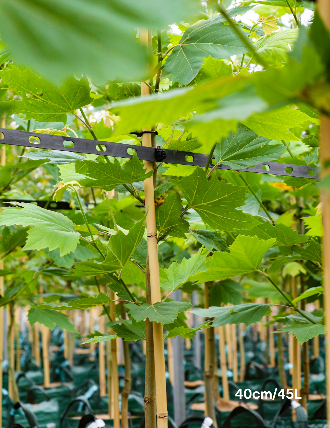Platanus x acerifolia - London Plain Tree - Evergreen Trees Direct