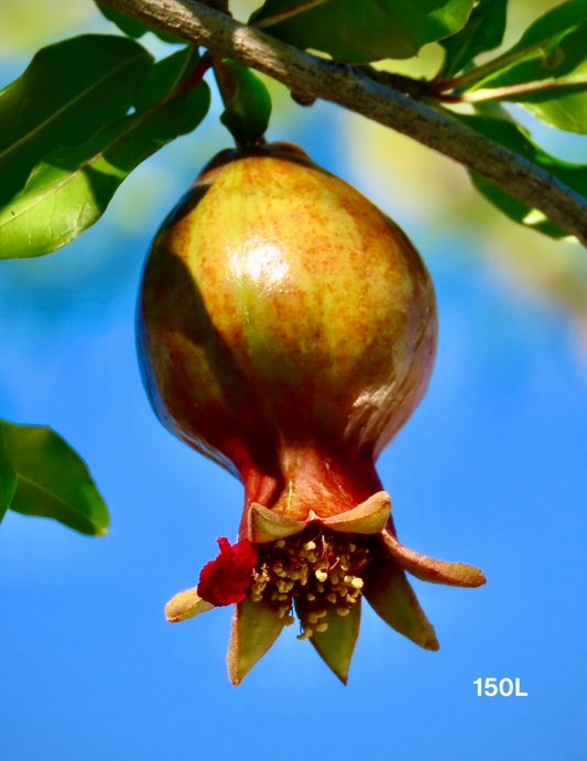 Punica granatum 'Wonderful' Pomegranate Tree