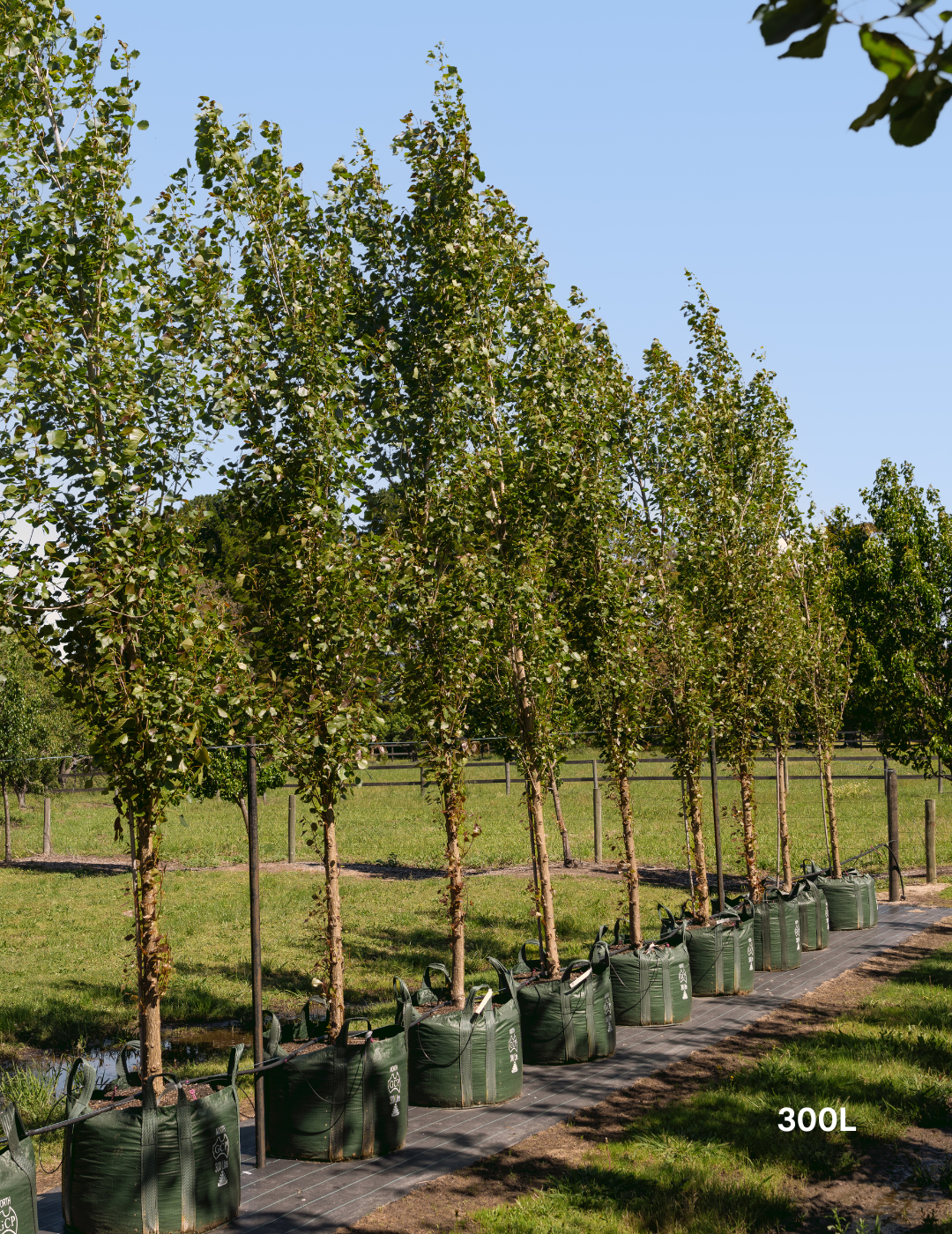 Populus euramericana nigra 'Crows Nest'