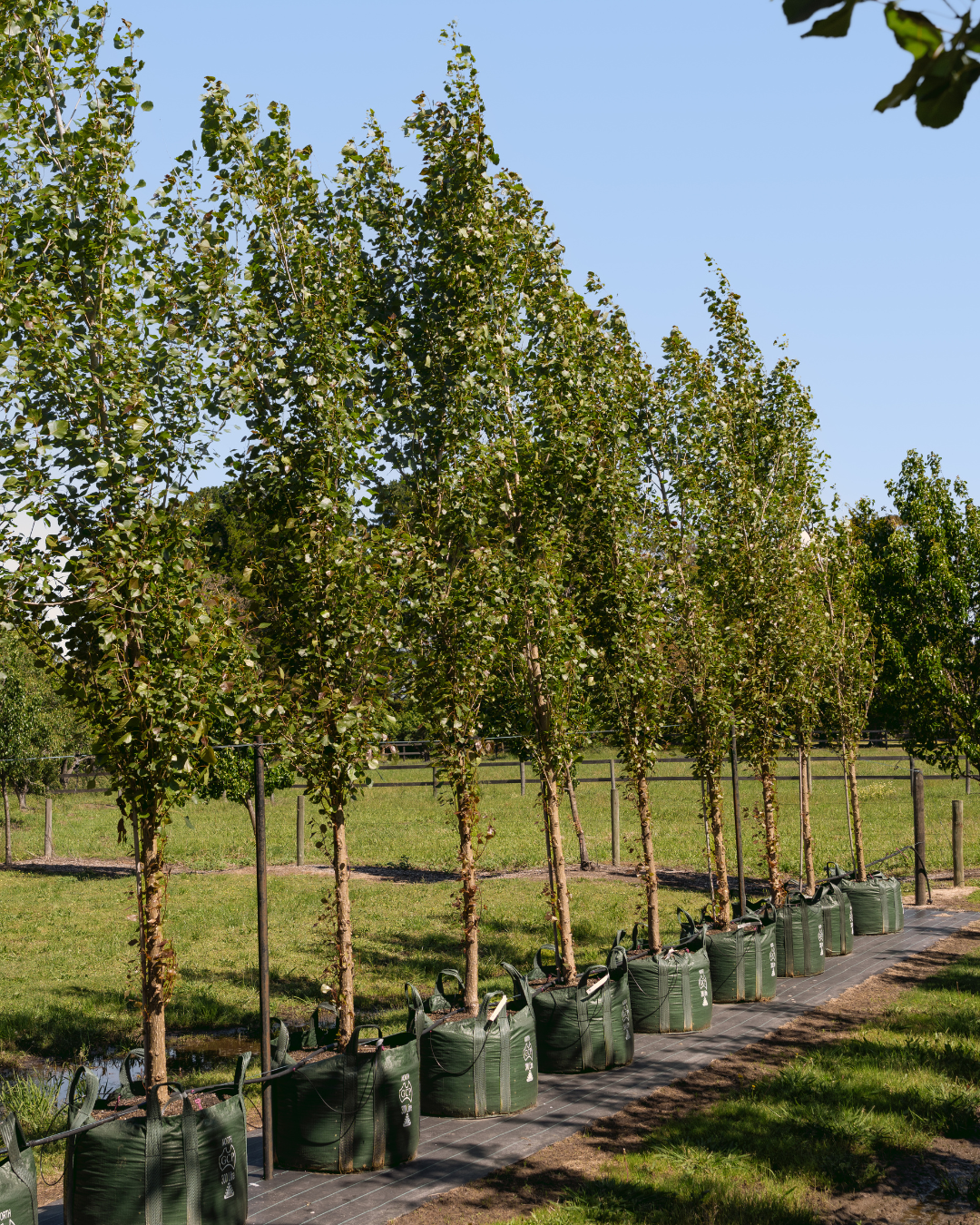 Populus x euramericana 'Crows Nest'