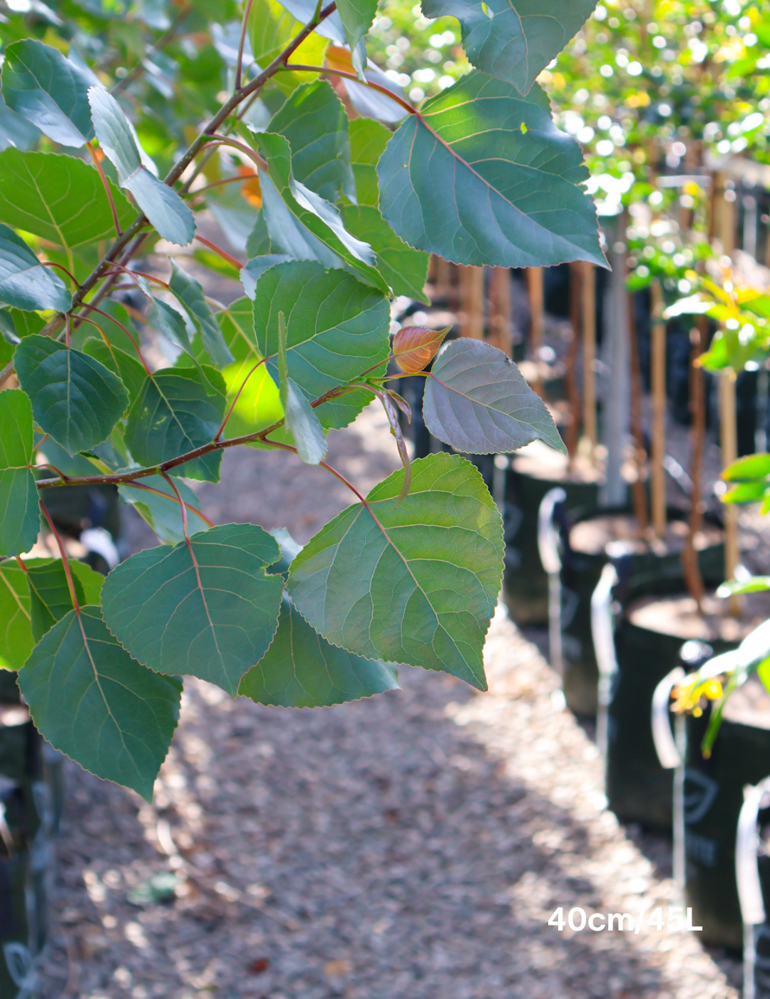 Populus x P euramericana 'Veronese' - Evergreen Trees Direct
