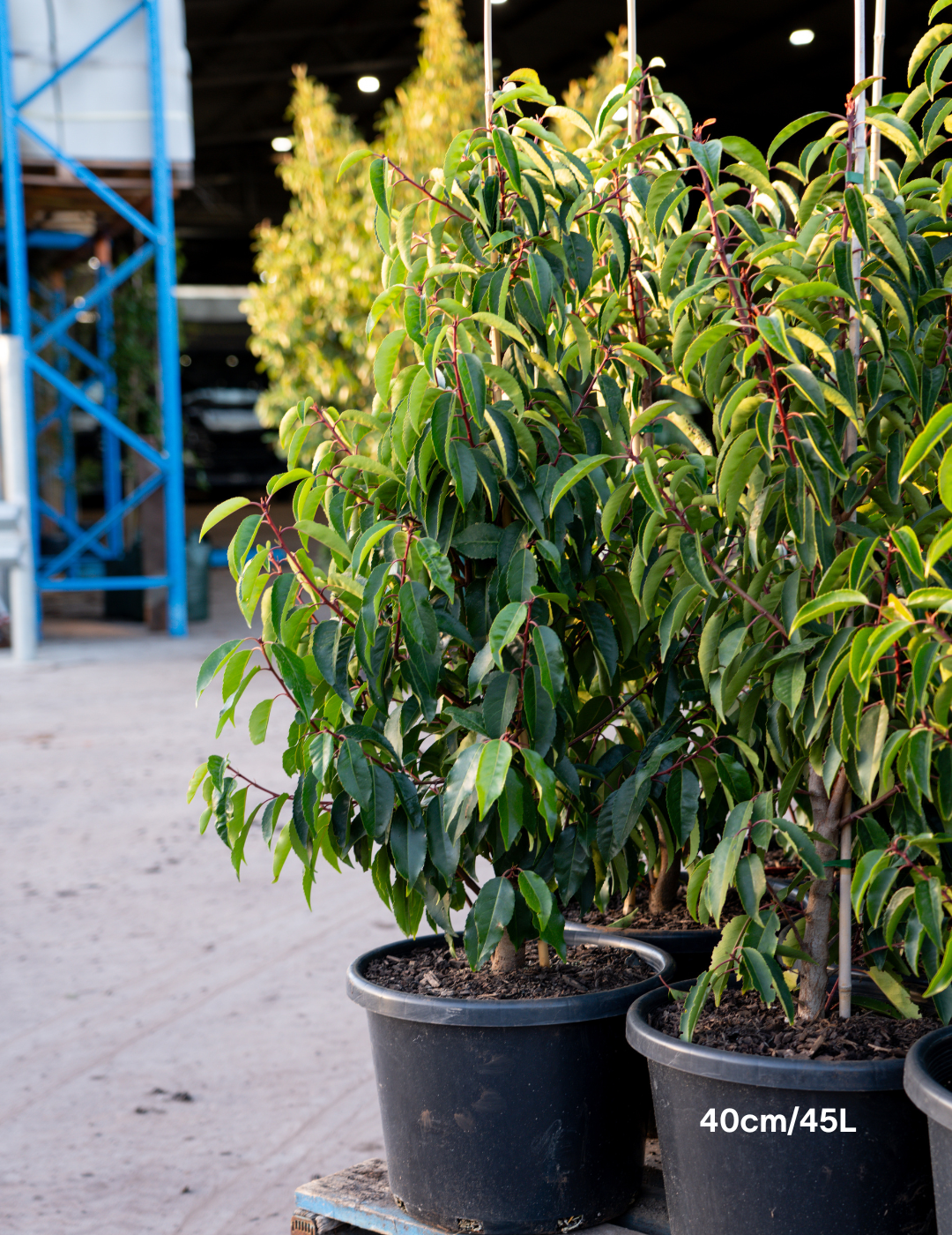 Prunus lusitanica - Portugese laurel - Evergreen Trees Direct