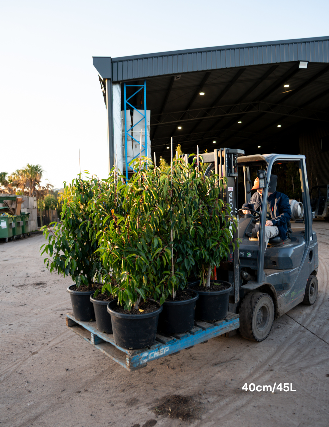 Prunus lusitanica - Portugese laurel - Evergreen Trees Direct