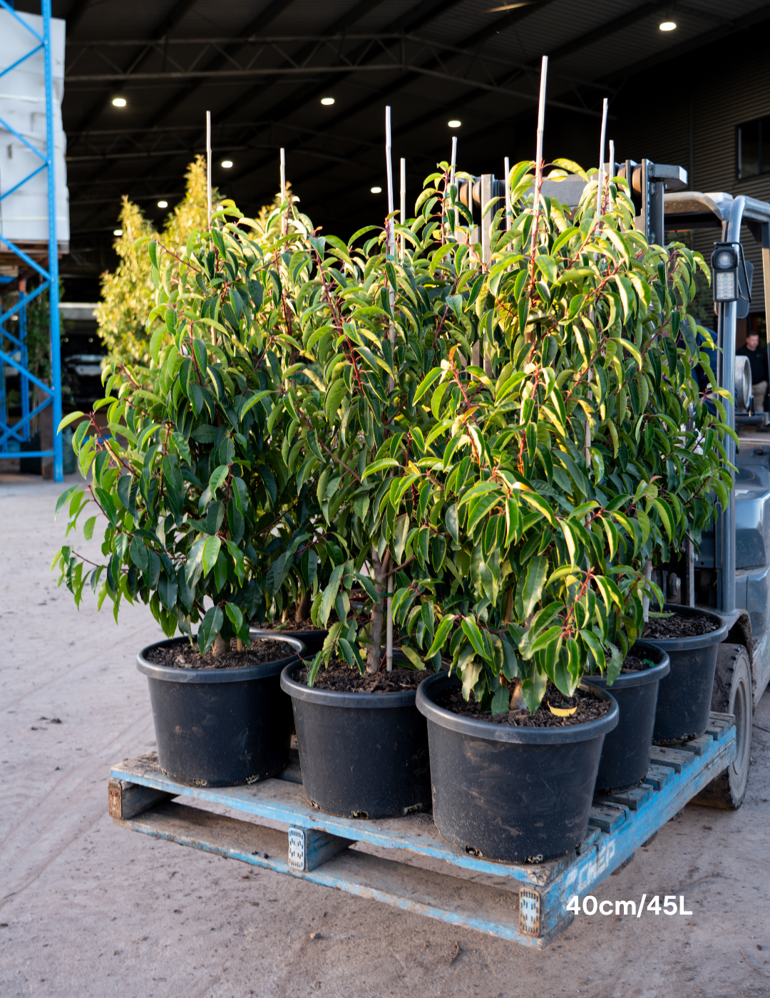 Prunus lusitanica - Portugese laurel - Evergreen Trees Direct