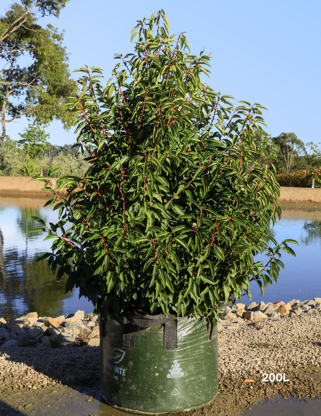 Prunus lusitanica - Portugese laurel - Evergreen Trees Direct