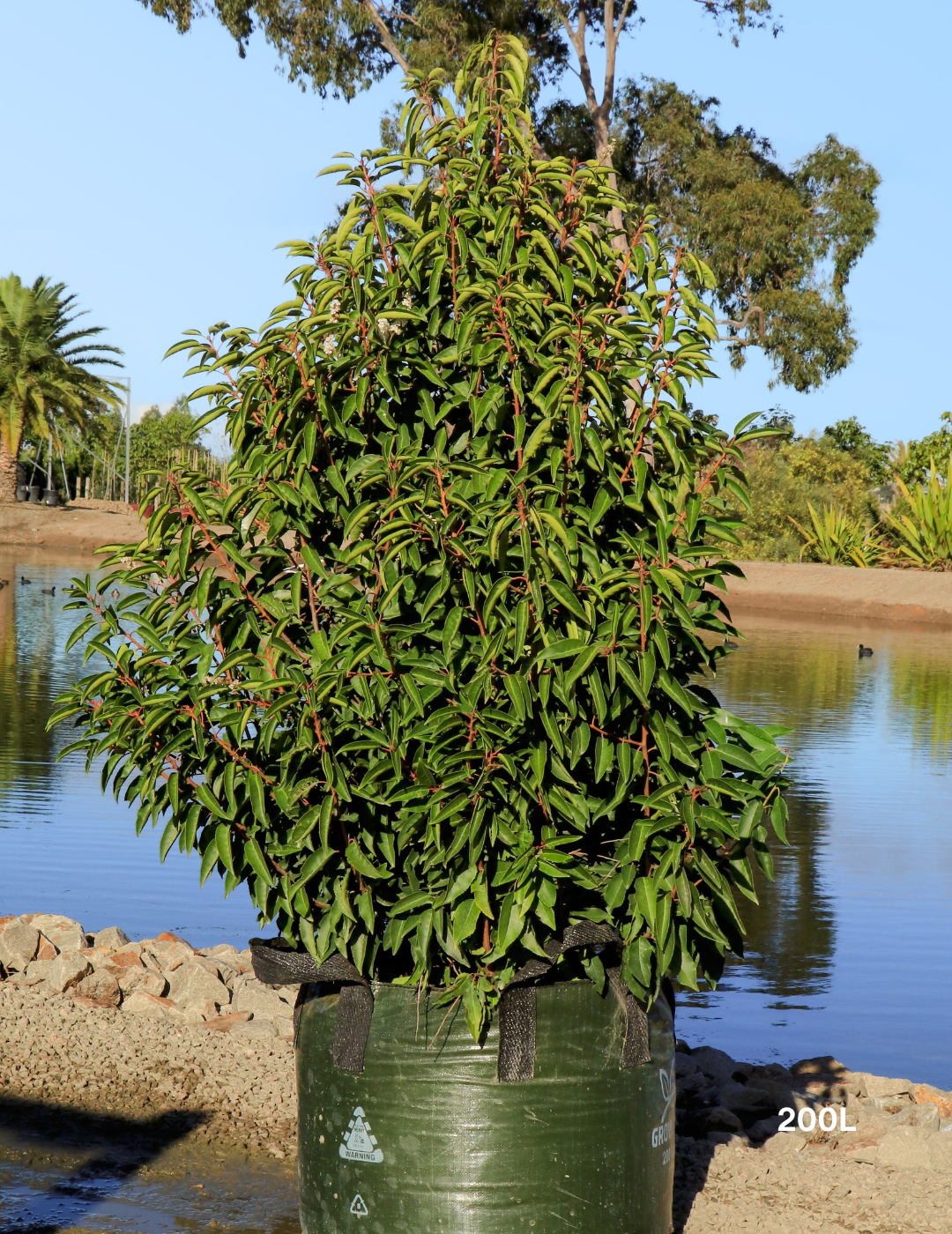 Prunus lusitanica - Portugese laurel - Evergreen Trees Direct