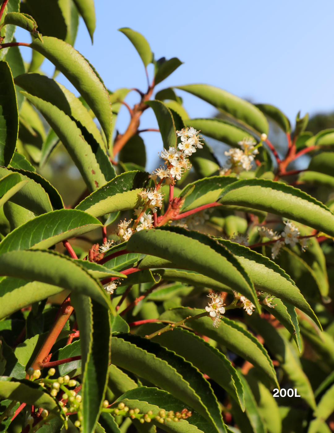 Prunus lusitanica - Portugese laurel - Evergreen Trees Direct