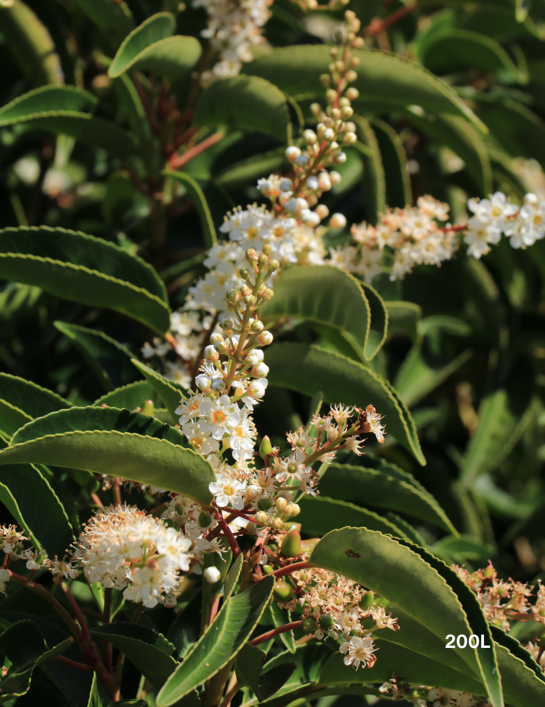 Prunus lusitanica - Portugese laurel - Evergreen Trees Direct