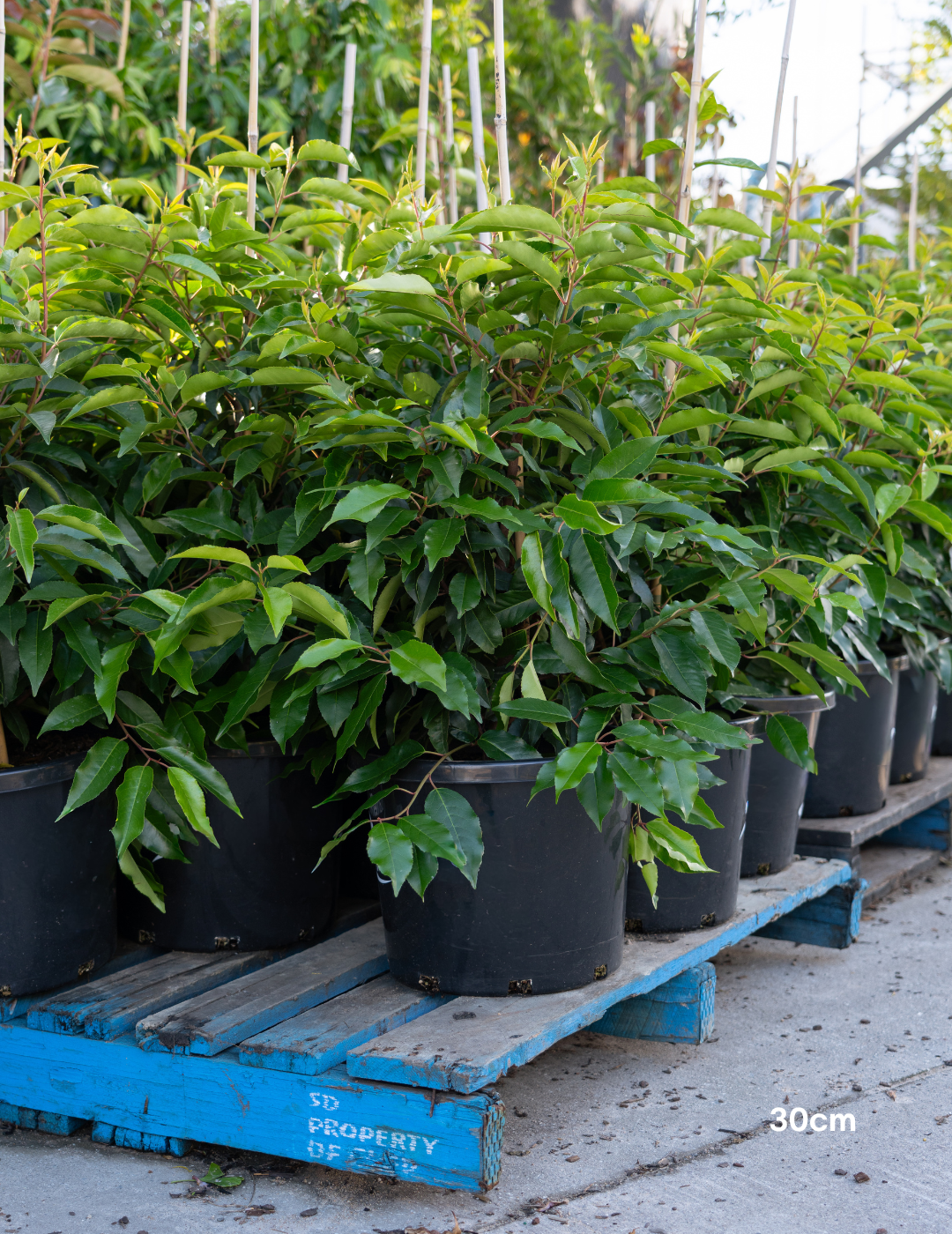 Prunus lusitanica Portuguese Laurel