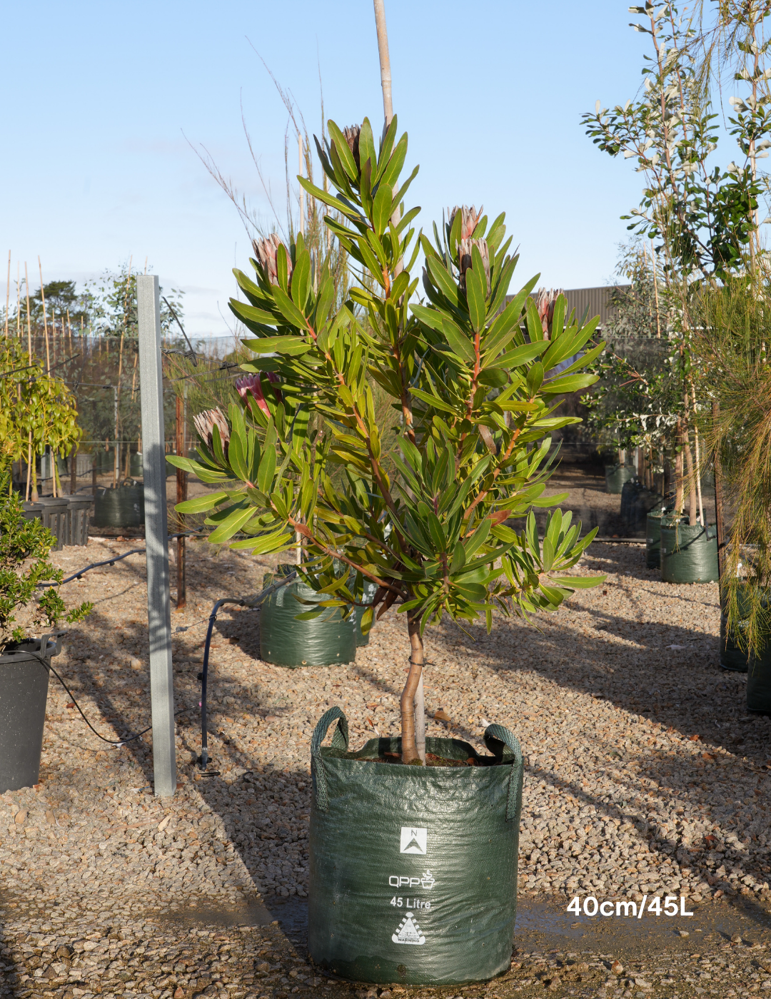 Protea 'Pink Ice' - Evergreen Trees Direct