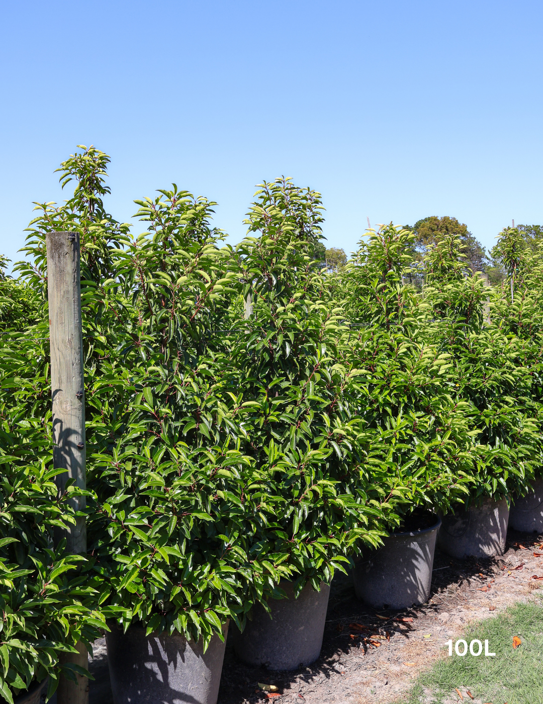 Prunus lusitanica - Portugese laurel - Evergreen Trees Direct
