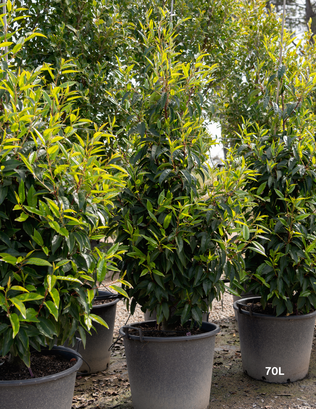 Prunus lusitanica - Portugese laurel