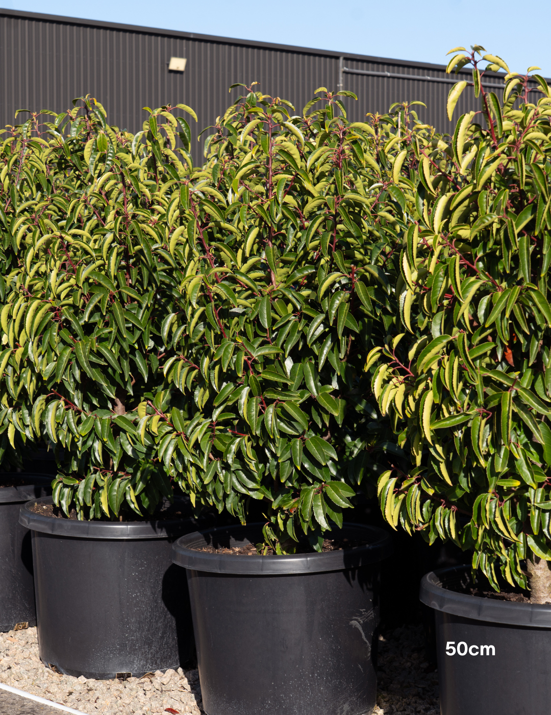 Prunus lusitanica - Portugese laurel - Evergreen Trees Direct