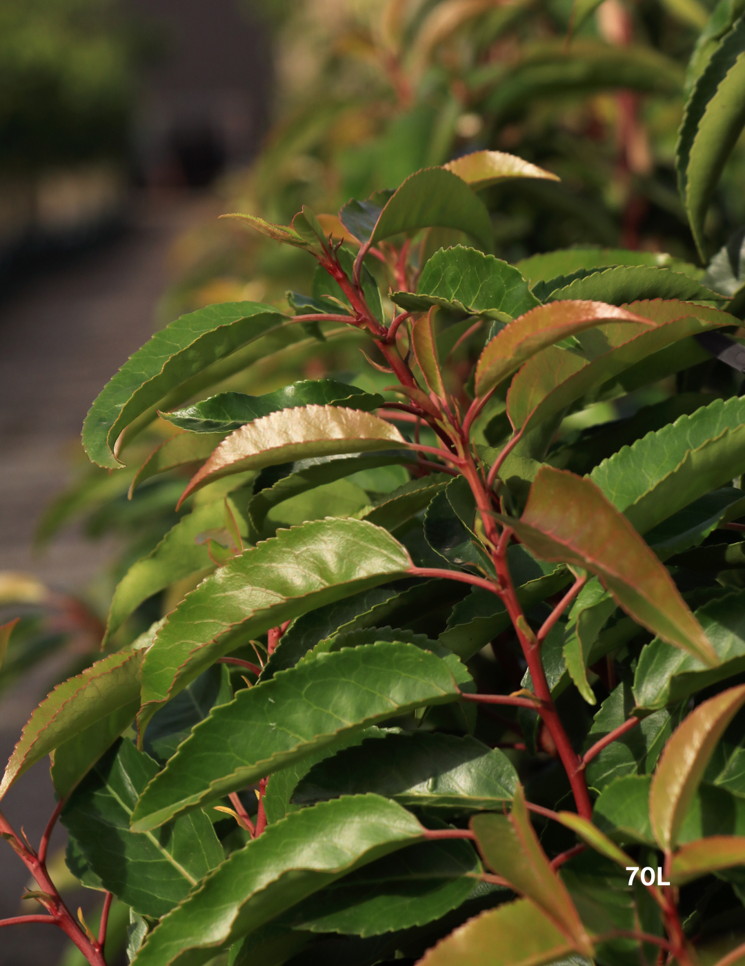 Prunus lusitanica - Portugese laurel - Evergreen Trees Direct