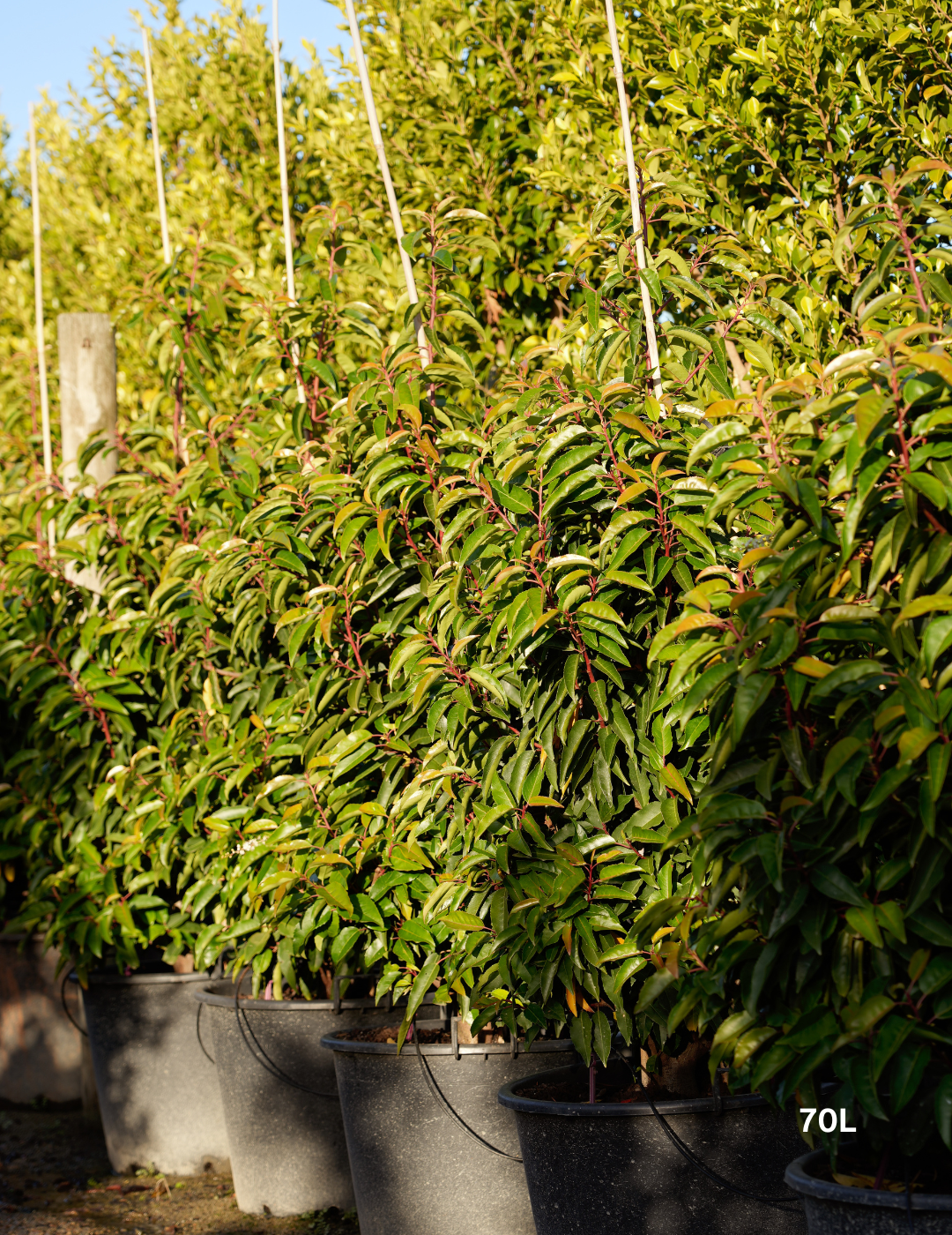 Prunus lusitanica - Portugese laurel - Evergreen Trees Direct
