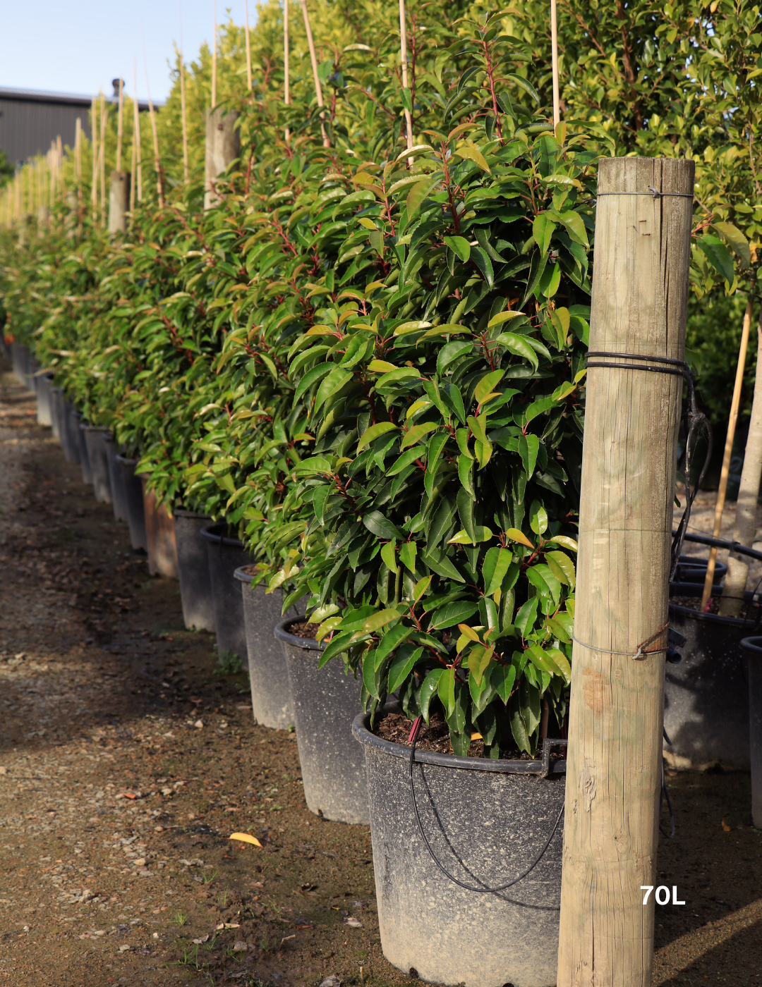Prunus lusitanica - Portugese laurel - Evergreen Trees Direct