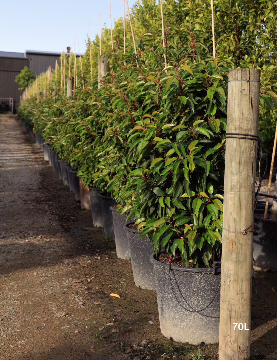 Prunus lusitanica - Portugese laurel - Evergreen Trees Direct