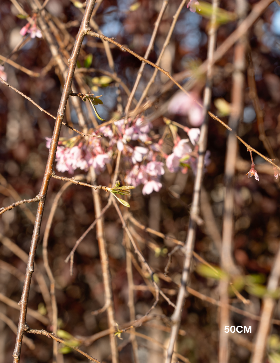 Weeping Cherry - Prunus snofozam 'Snofozam'