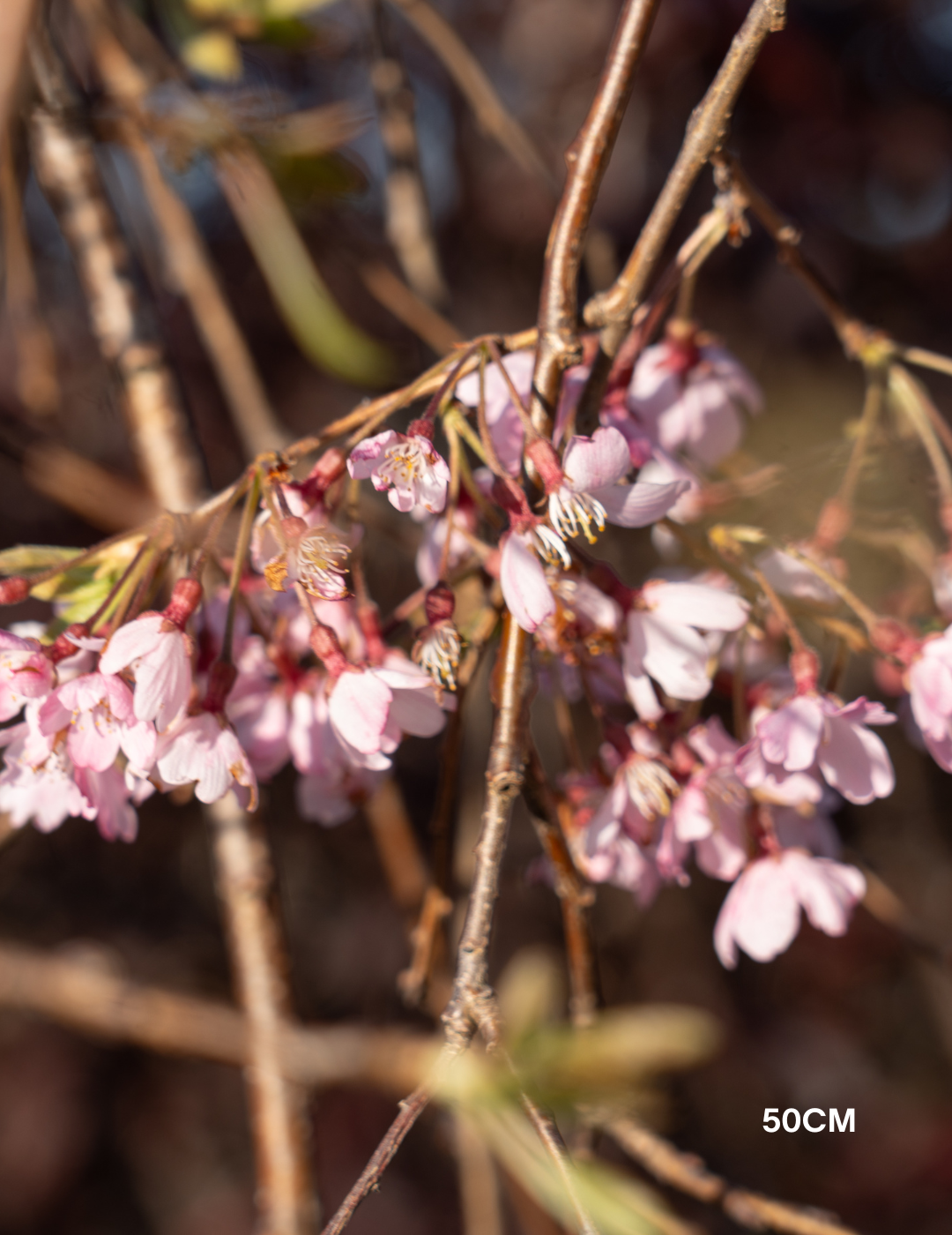 Weeping Cherry - Prunus snofozam 'Snofozam'