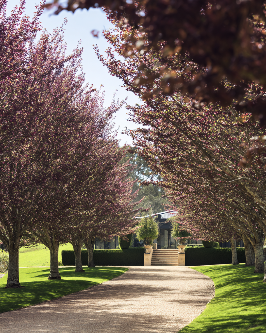 Prunus cerasifera 'Nigra' Purple-Leaf Plum