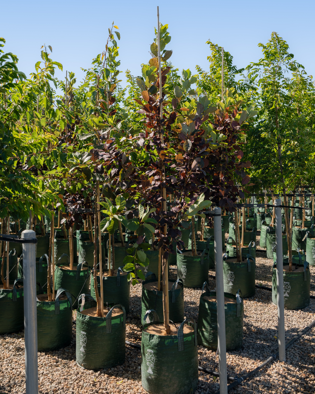 Prunus virginiana ‘Purple Jewel’ – Purple Jewel Chokecherry